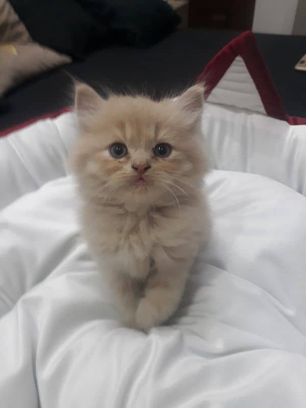 18K PERSIAN MALE RARE FAWN COLOR KITTEN 0