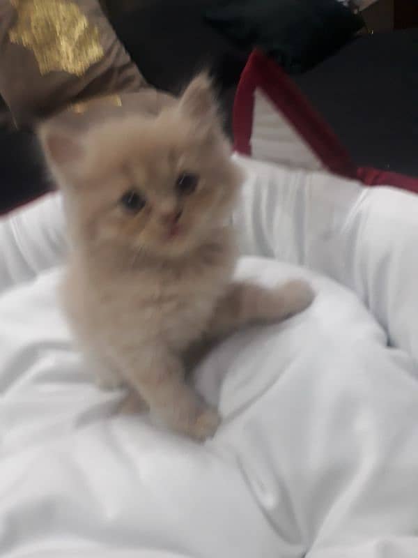 18K PERSIAN MALE RARE FAWN COLOR KITTEN 6