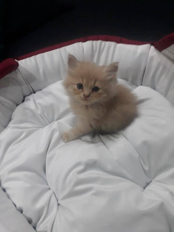 18K PERSIAN MALE RARE FAWN COLOR KITTEN 9