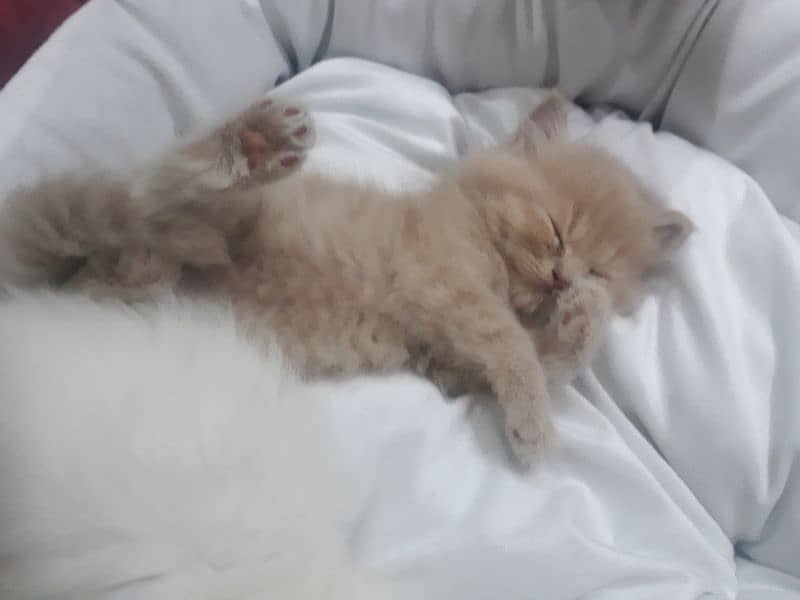 18K PERSIAN MALE RARE FAWN COLOR KITTEN 11