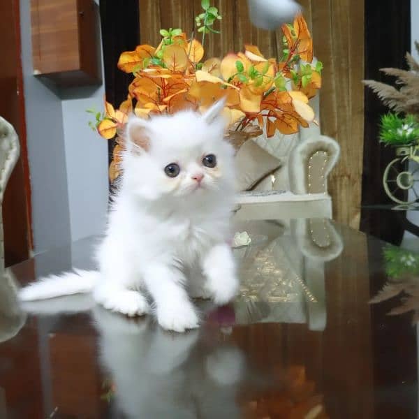 Pure Persian Kitten (Peki Bloodline) 0