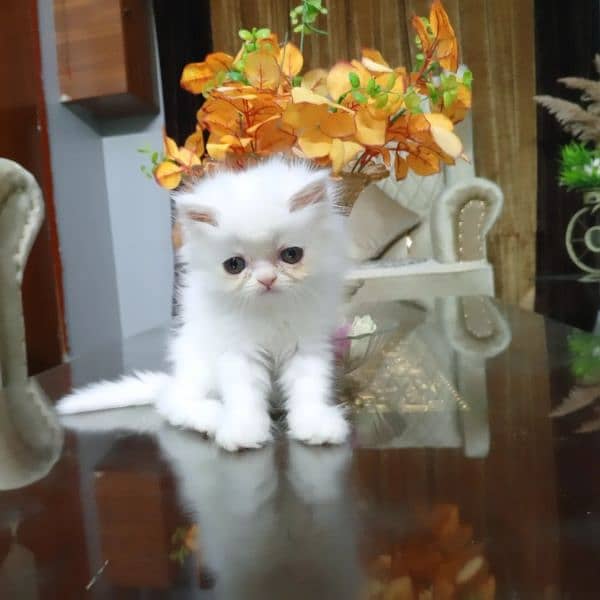 Pure Persian Kitten (Peki Bloodline) 1