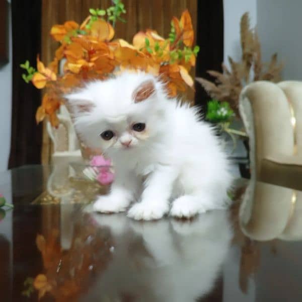 Pure Persian Kitten (Peki Bloodline) 2