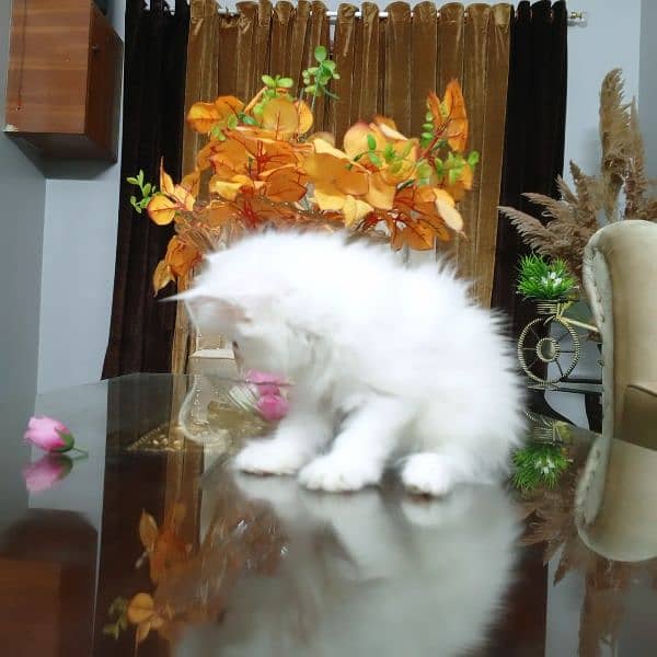 Pure Persian Kitten (Peki Bloodline) 3