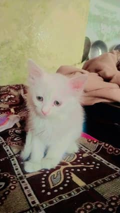 female kitten white colour