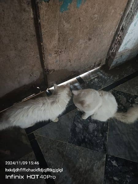 Persian cat pair for sale urgent sala 1