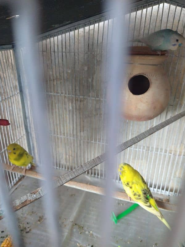 Exhibition King Size Budgie 1