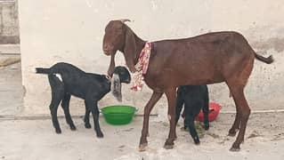 Goat With 2 Male kids - A1 Quality Healthy and Beautiful