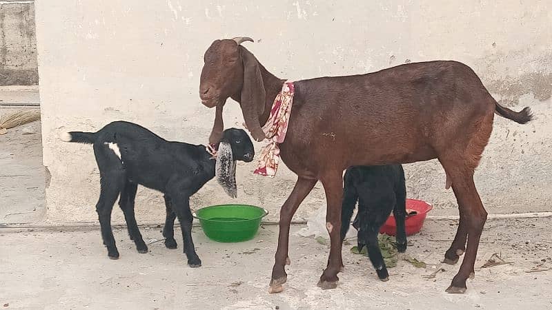 Goat With 2 Male kids - A1 Quality Healthy and Beautiful 0