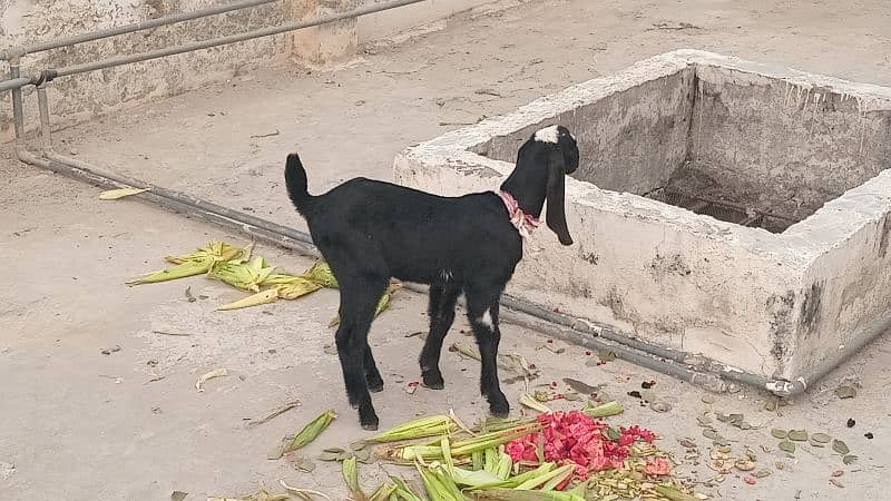 Goat With 2 Male kids - A1 Quality Healthy and Beautiful 1