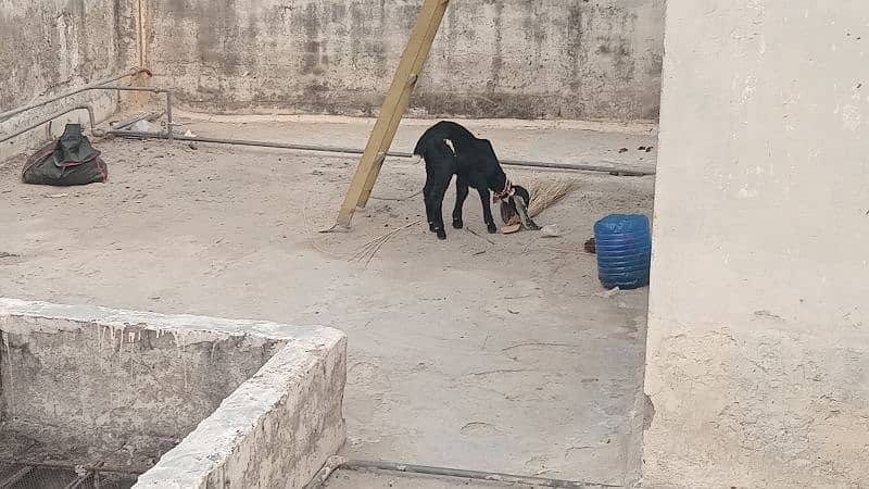 Goat With 2 Male kids - A1 Quality Healthy and Beautiful 2