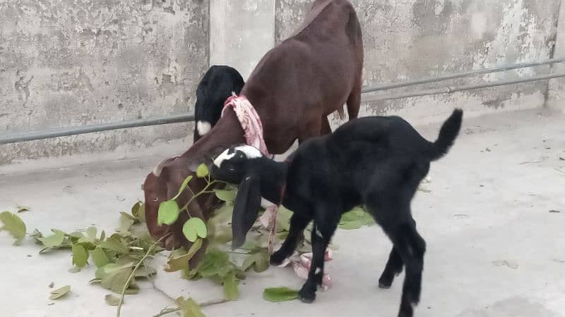 Goat With 2 Male kids - A1 Quality Healthy and Beautiful 4