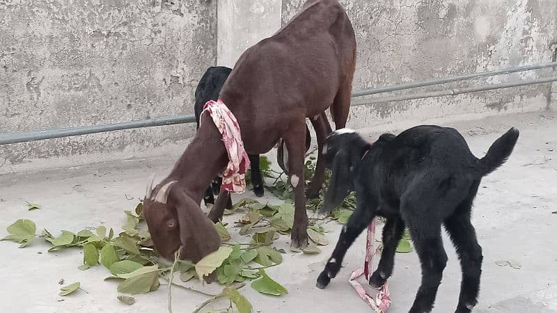 Goat With 2 Male kids - A1 Quality Healthy and Beautiful 5