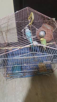 Budgie Parrots for sale(2 pairs and cage included)