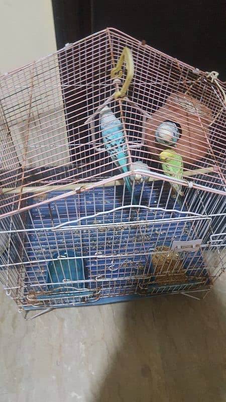 Budgie Parrots for sale(2 pairs and cage included) 0