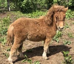 Miniature / Pony horse Available for booking