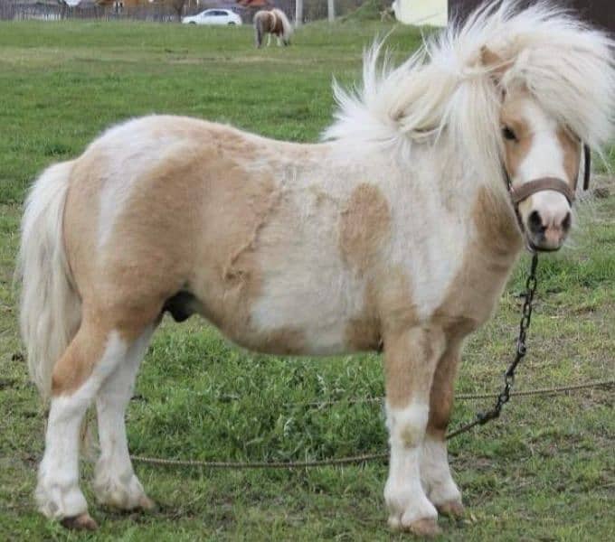 Miniature / Pony horse Available for booking 3