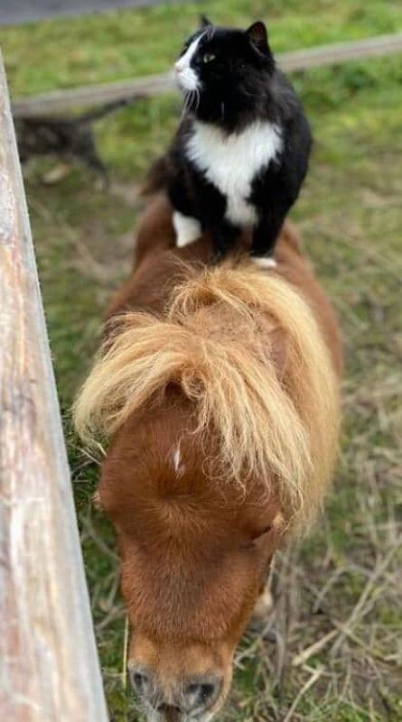 Miniature / Pony horse Available for booking 5