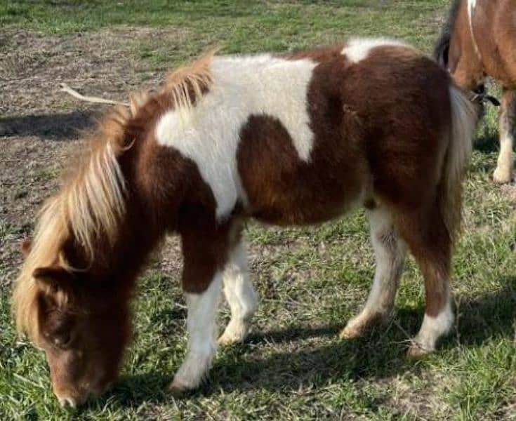 Miniature / Pony horse Available for booking 6