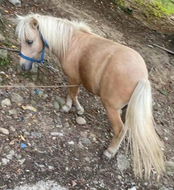 Miniature / Pony horse Available for booking 10