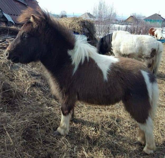 Miniature / Pony horse Available for booking 16