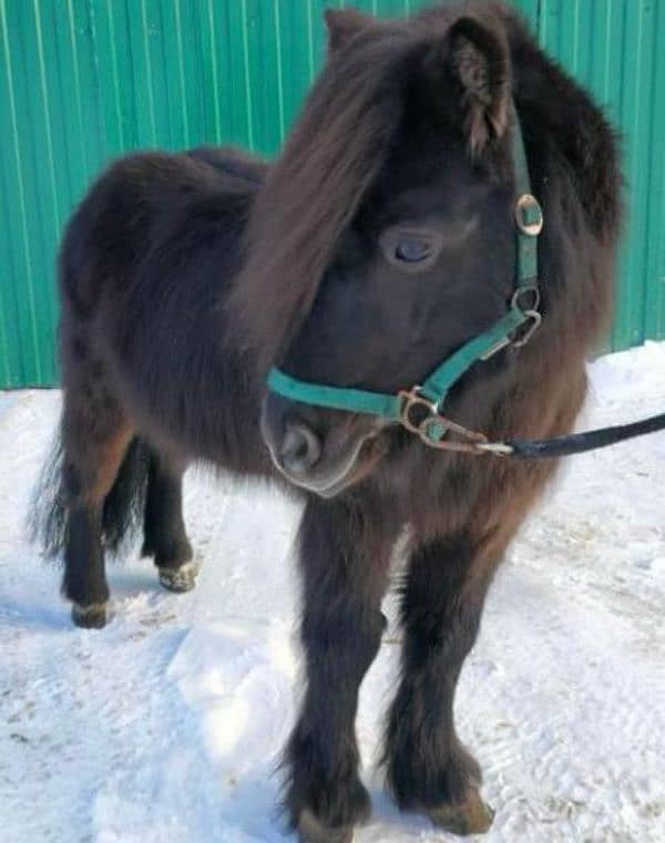 Miniature / Pony horse Available for booking 17