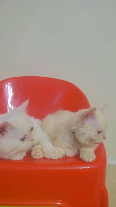 2 Persian Kittens Pair 1