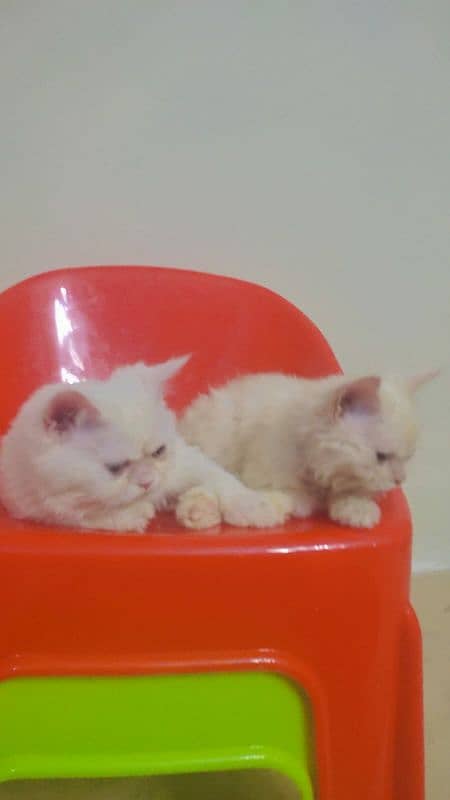 2 Persian Kittens Pair 3