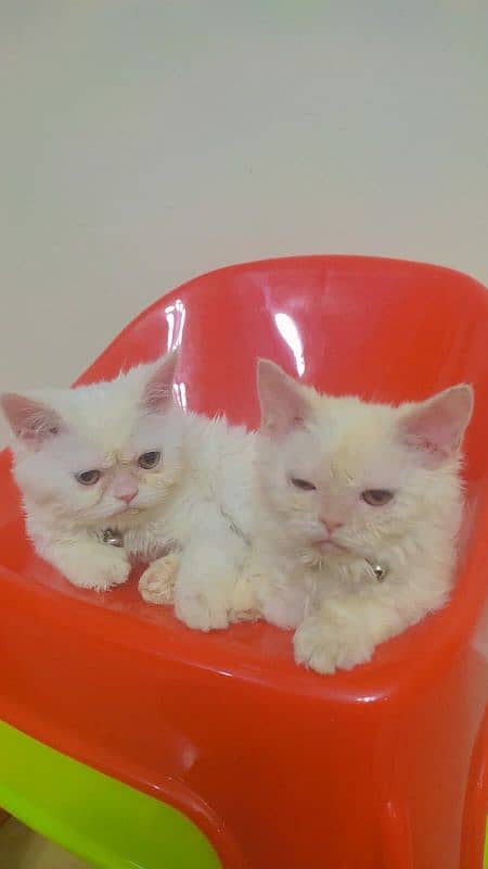 2 Persian Kittens Pair 5