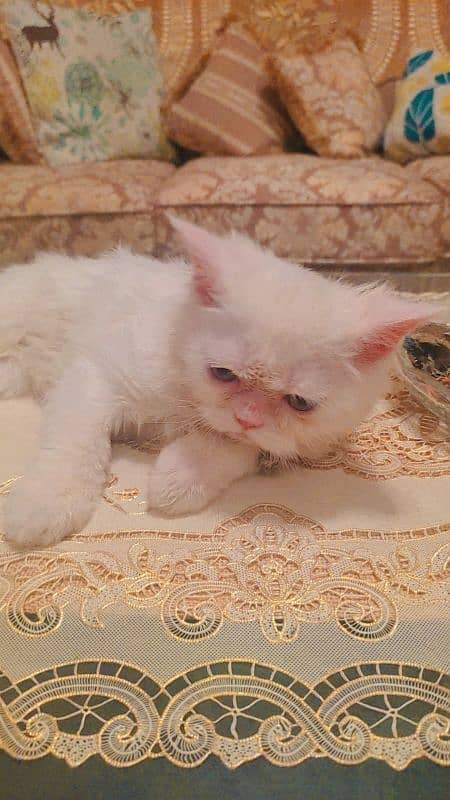 2 Persian Kittens Pair 8