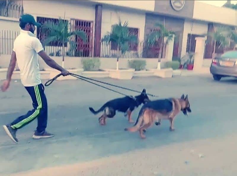 PK K9 Trainer 0