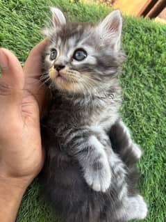 persian female kitten