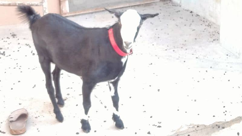 bakri for sell 4