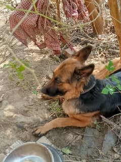 German shepherd female available for sale