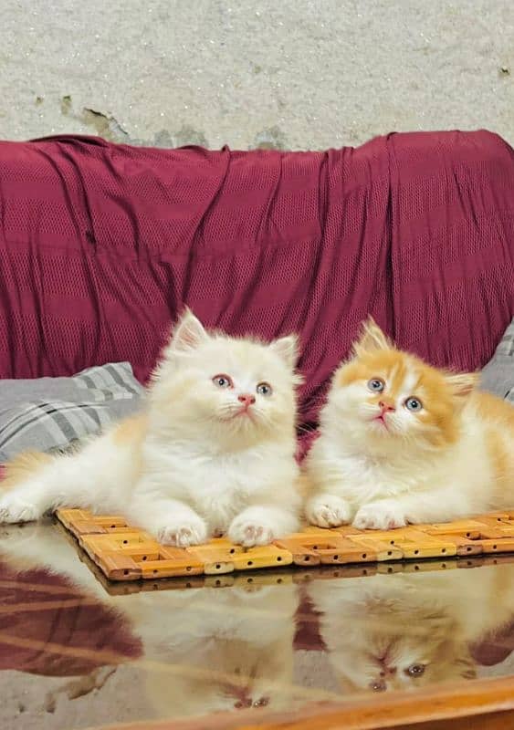 Persian cat for sale my WhatsApp number 03260536967 0