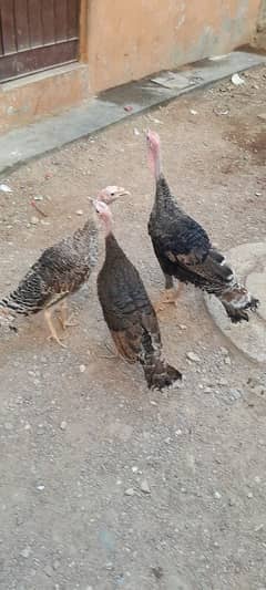 Turkey birds fertile eggs available for sell