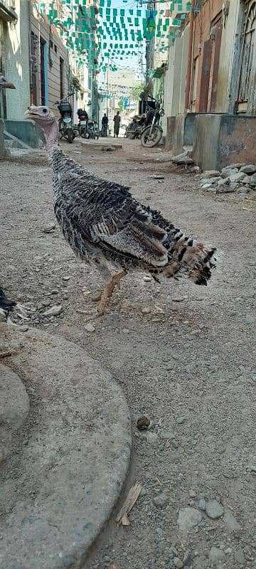 Turkey birds fertile eggs available for sell 1