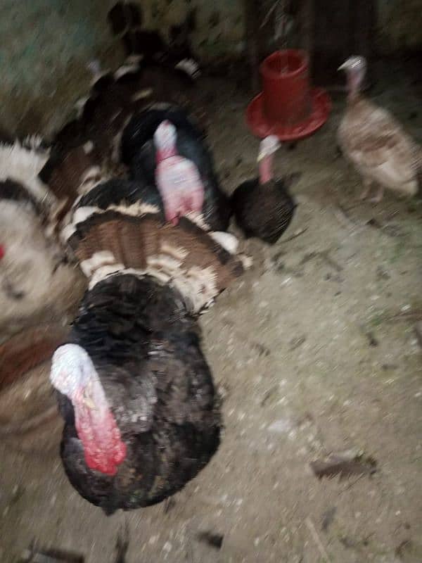 Turkey birds fertile eggs available for sell 2