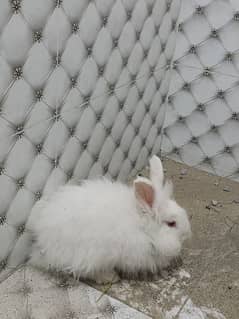 Angora