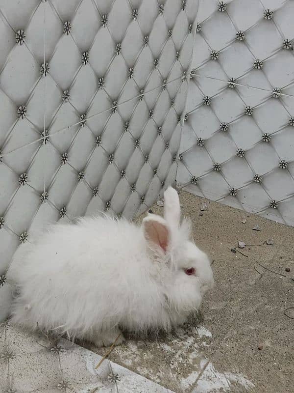 Angora Rabbits 1