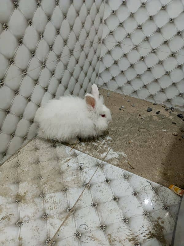 Angora Rabbits 2