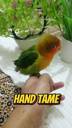 Love birds Hand tame, Common lution, fellow fisheri,birds