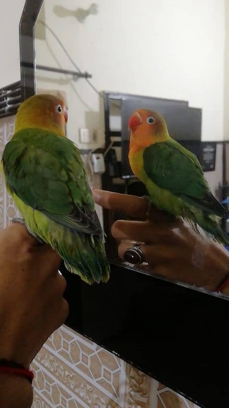 Love birds Hand tame, Common lution, fellow fisheri,birds 1