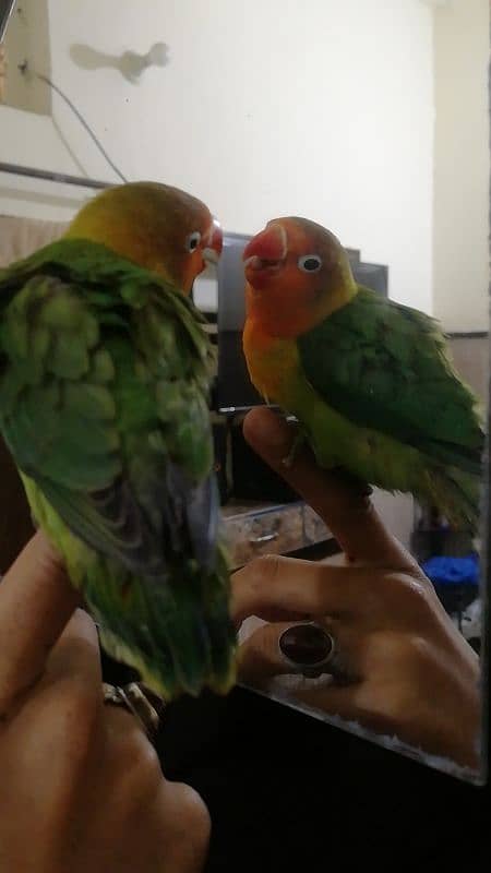 Love birds Hand tame, Common lution, fellow fisheri,birds 2