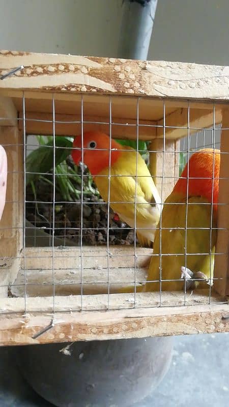 Love birds Hand tame, Common lution, fellow fisheri,birds 10