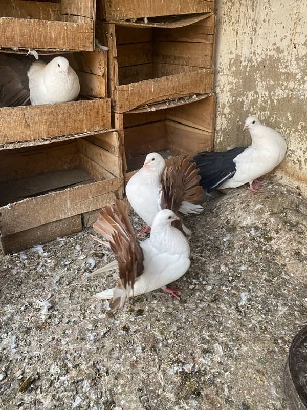 Red Tail and Black Tail Breeder Pairs 1