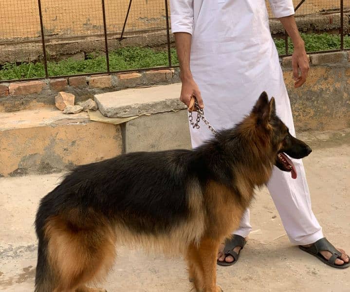 German shepherd Female pure breed 3