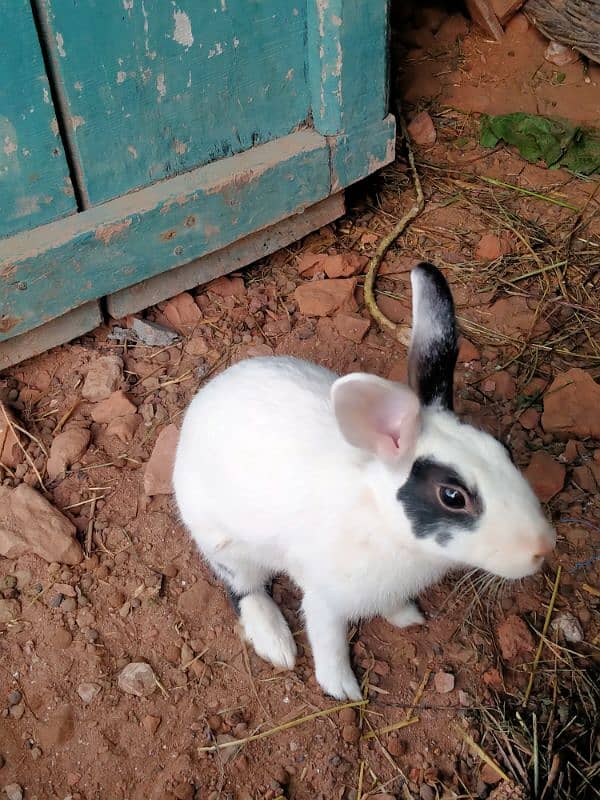 Rabbit for sale 1