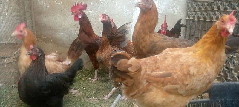 Umer Zaib Chicken Farming 2