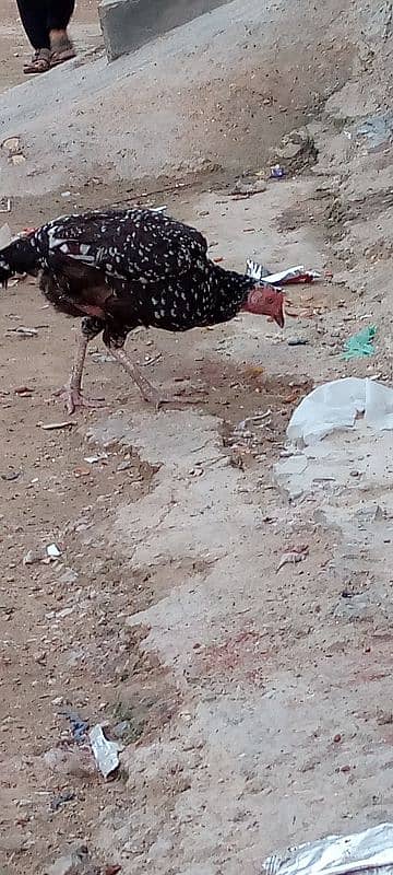 Umer Zaib Chicken Farming 3